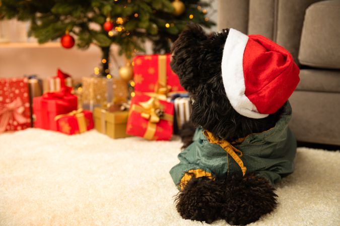 Concept of Merry Christmas, funny Christmas dog