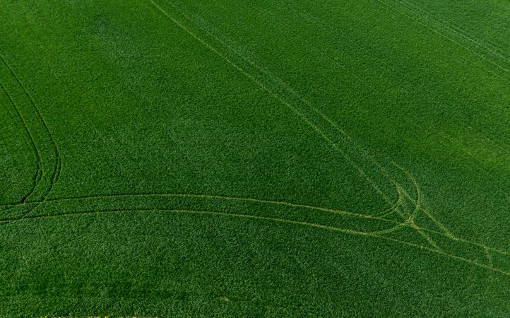 A drone view of the beautiful of young green meadows