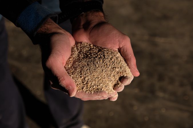 Crop farmer showing compound feed at farm