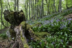 Flowers growing in spring forest