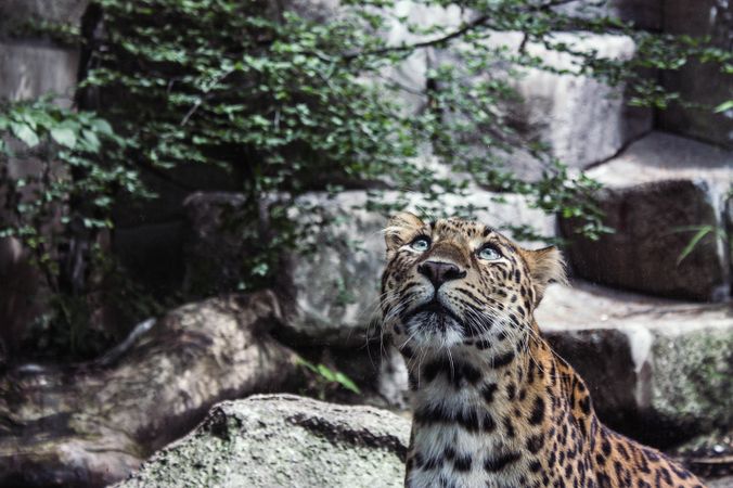 Leopard looking up