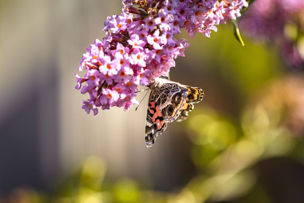 American lady butterfly polinating pink flower, copy space
