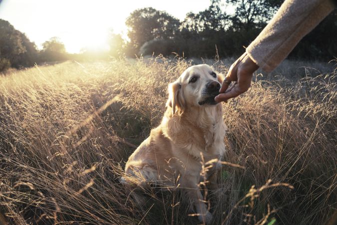 Crop person feeding dog in field