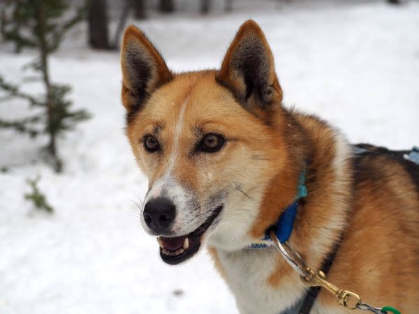 Snowy Strength: Macro Shot of a Sled Dog in Winter Wonderland