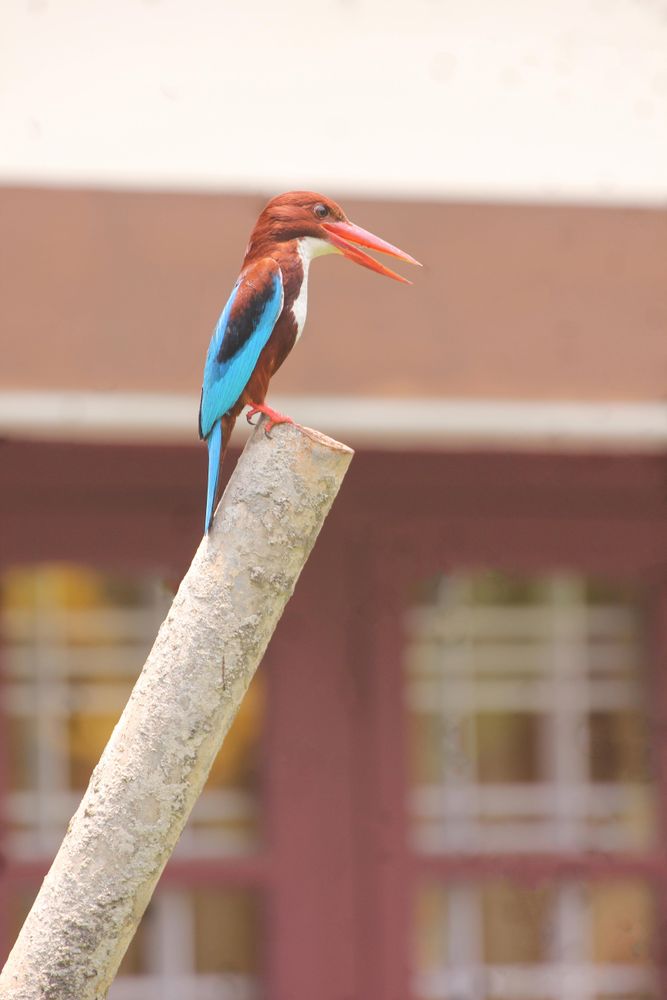 Kingfishers near building