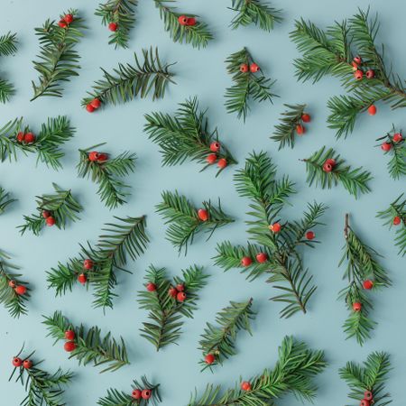 Pattern made of pine tree branches and red berries on blue background
