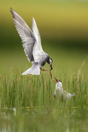 Wild bird with eating in beak on grass