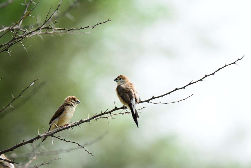 House sparrow on tree branch