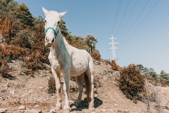 horse on hill slope