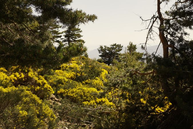 Picturesque landscape of green bushes and mountains