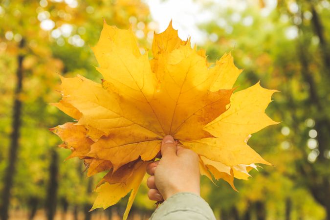 Young woman hold yellow leaves in autumn park, close up