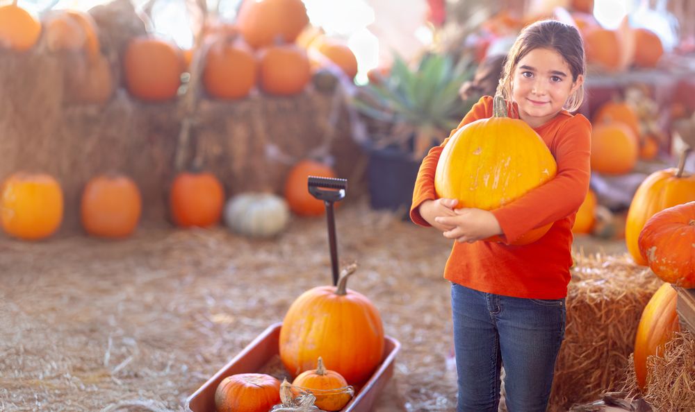 Young Girl Choosing A Pumpkin at A Pumpkin Patch on a Fall Day.