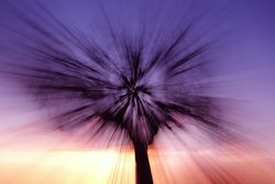 Defocused trees in sunset valley