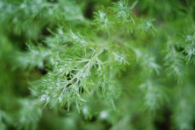 Green spruce plant growing in park