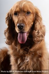 Portrait of brown cocker spaniel with tongue out 4MGMBz