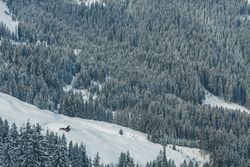 Fir trees in snow mountain in Austria