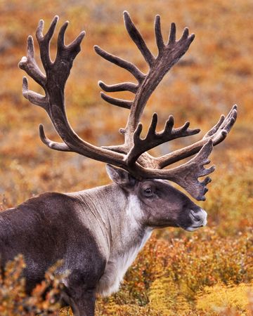 Caribou with large antlers in the autumn