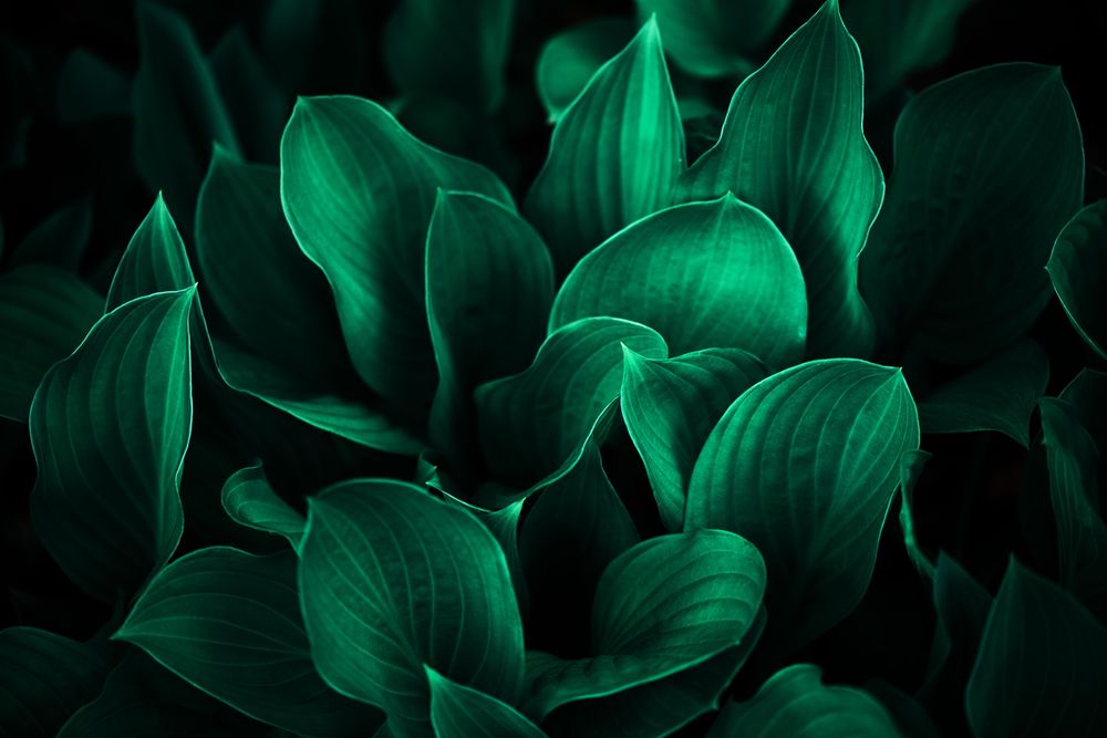 Close up of dark green leaves