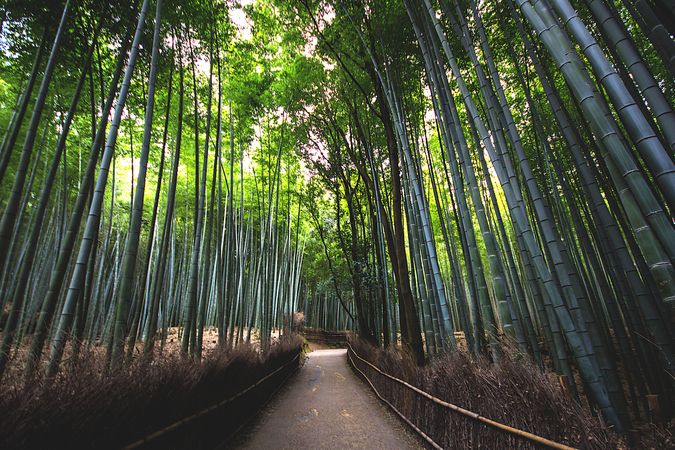 Gray concrete pathway between bamboo trees