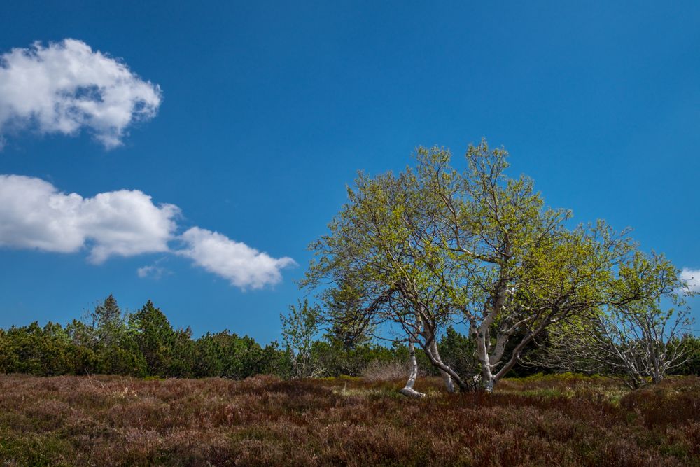 Tree in a field
