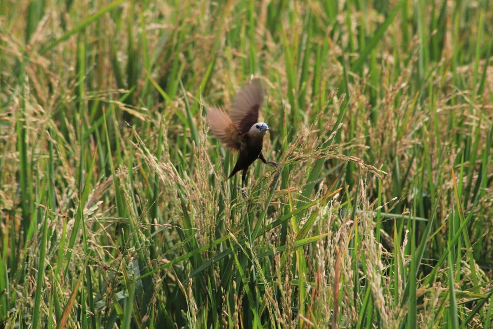 Bird In The Rice Field