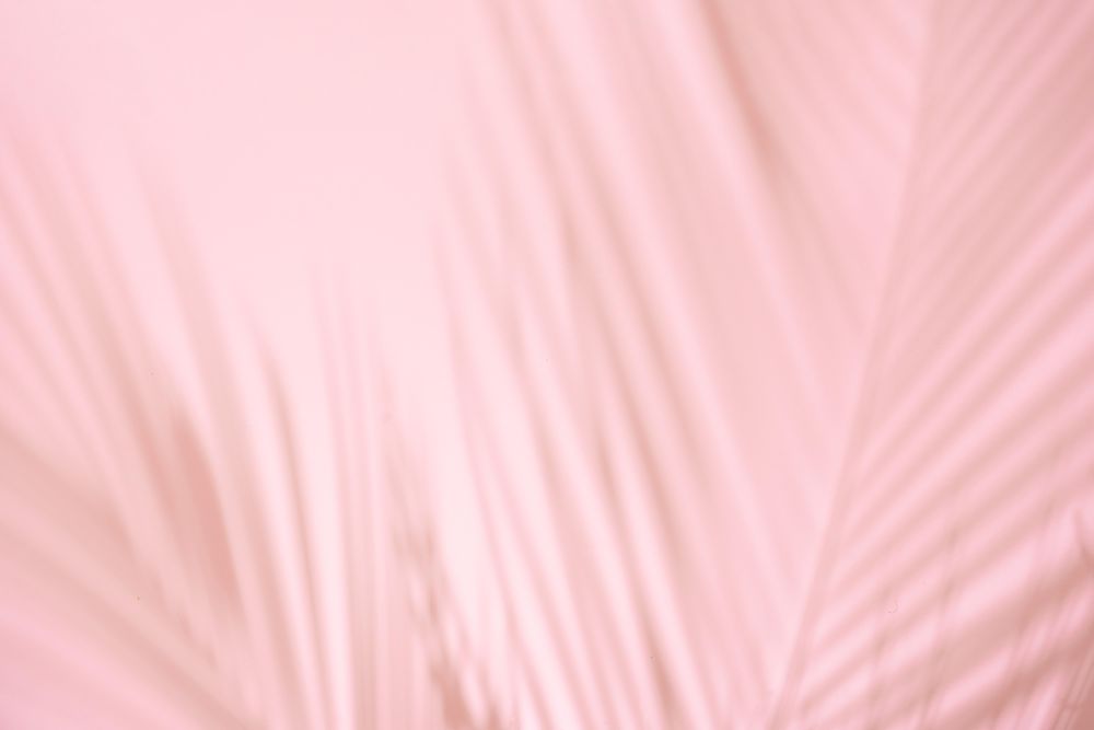 Tropical palm leaf shadows against pink background