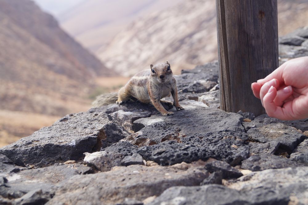 Hand beside squirrel near rocky mountains