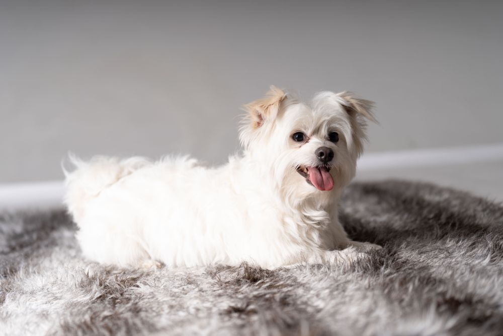 Small maltese on grey rug