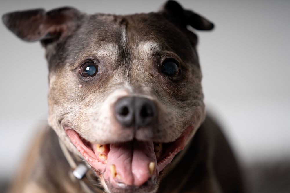 Portrait of brown pitbull