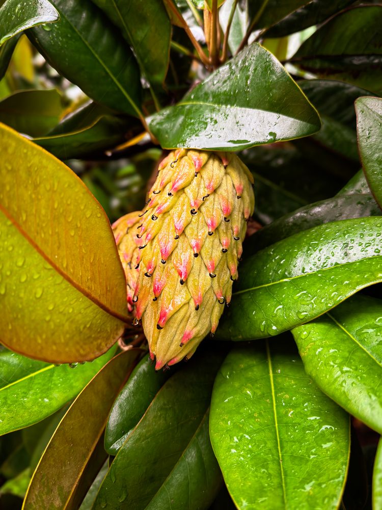 Magnolia fruit after a rain shower