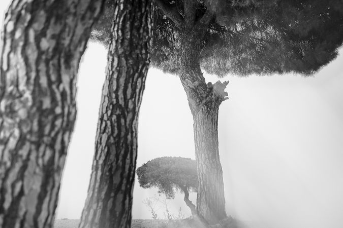 Defocused trees in sunset valley