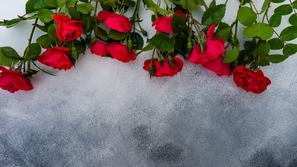 Red roses in row along top of marble counter with copy space