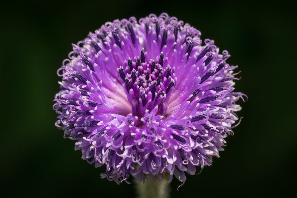 Close up of Adenoon Indicum, also known as Blue Sonki, clicked at Kaas Plateau in India