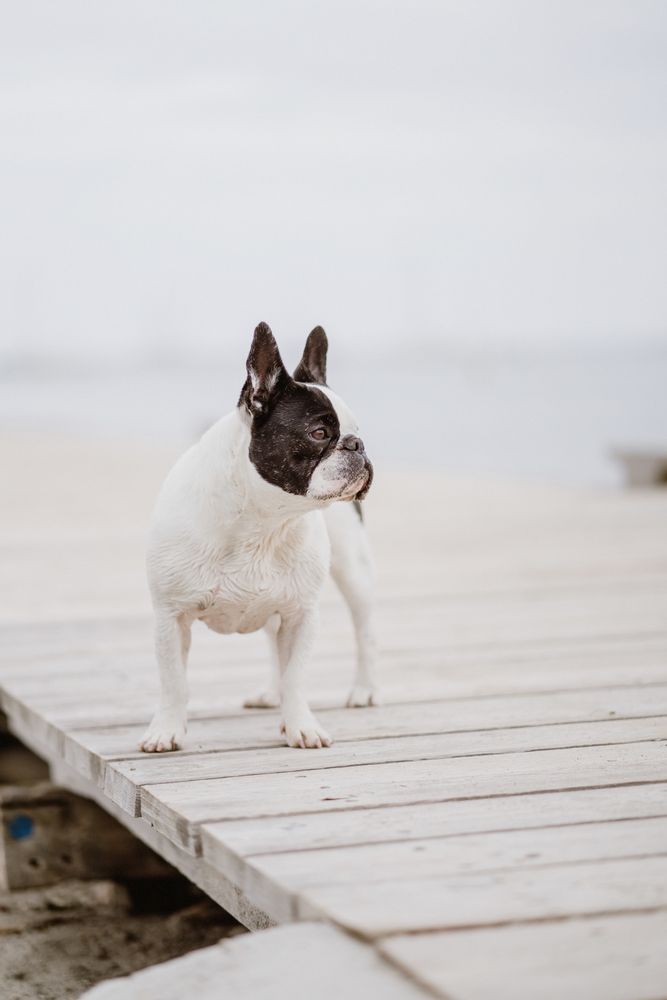Cute dog on pier near sea