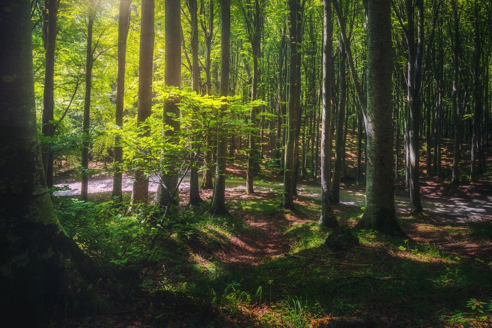 Casentino secular forest, tree misty woods or beechwood, Tuscany, Italy
