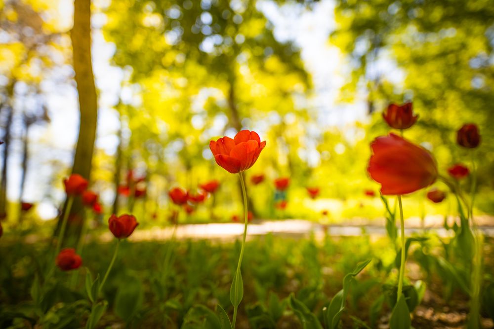 Red tulips in the forest