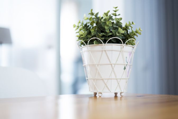 Indoor green plant into flowerpot on wooden table