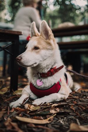 Adorable mixed breed dog lying on ground in street