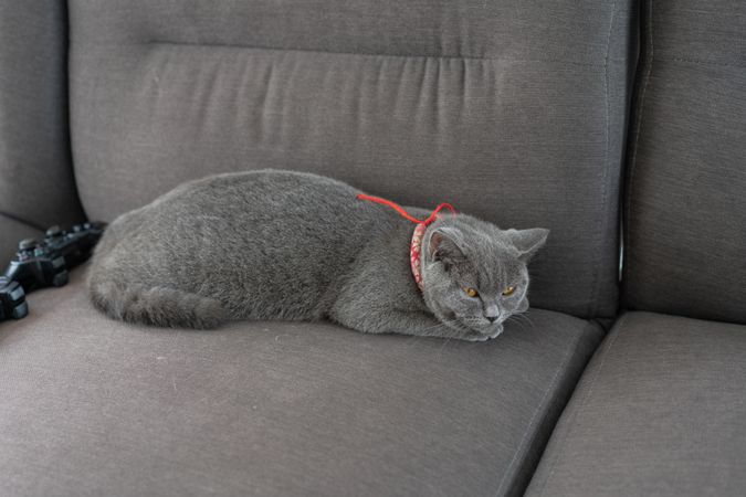 British Shorthair cat lying on grey couch