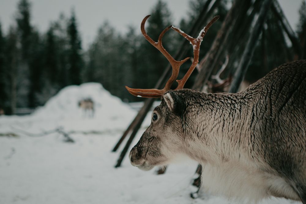 Reindeer in snowy countryside