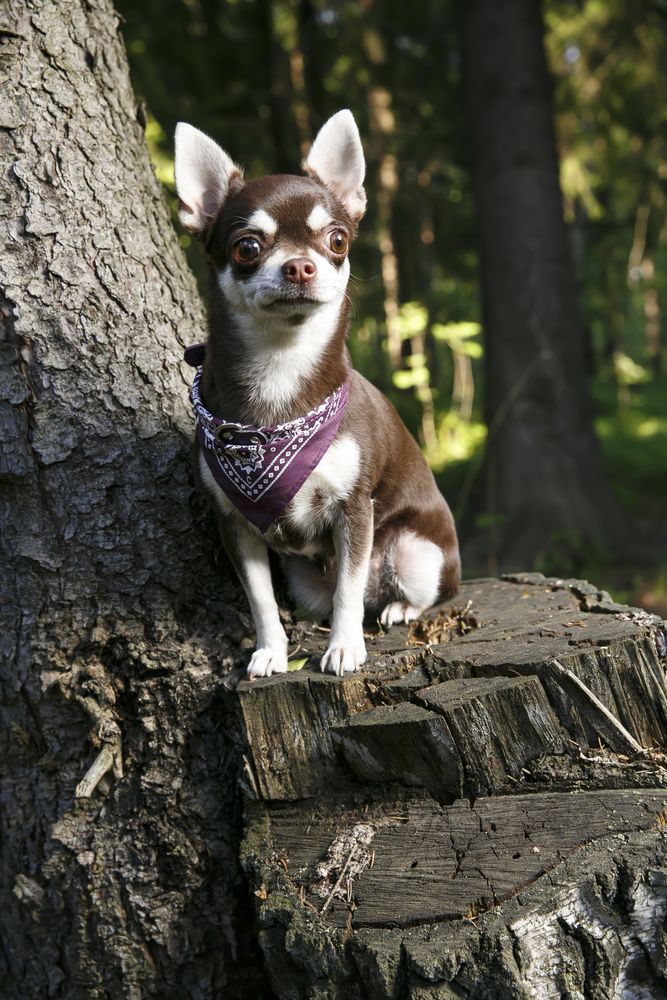 Brown Chihuahua sitting on a stump