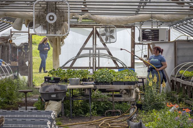 Copake, New York - May 19, 2022: Female gardener spraying flowers in greenhouse