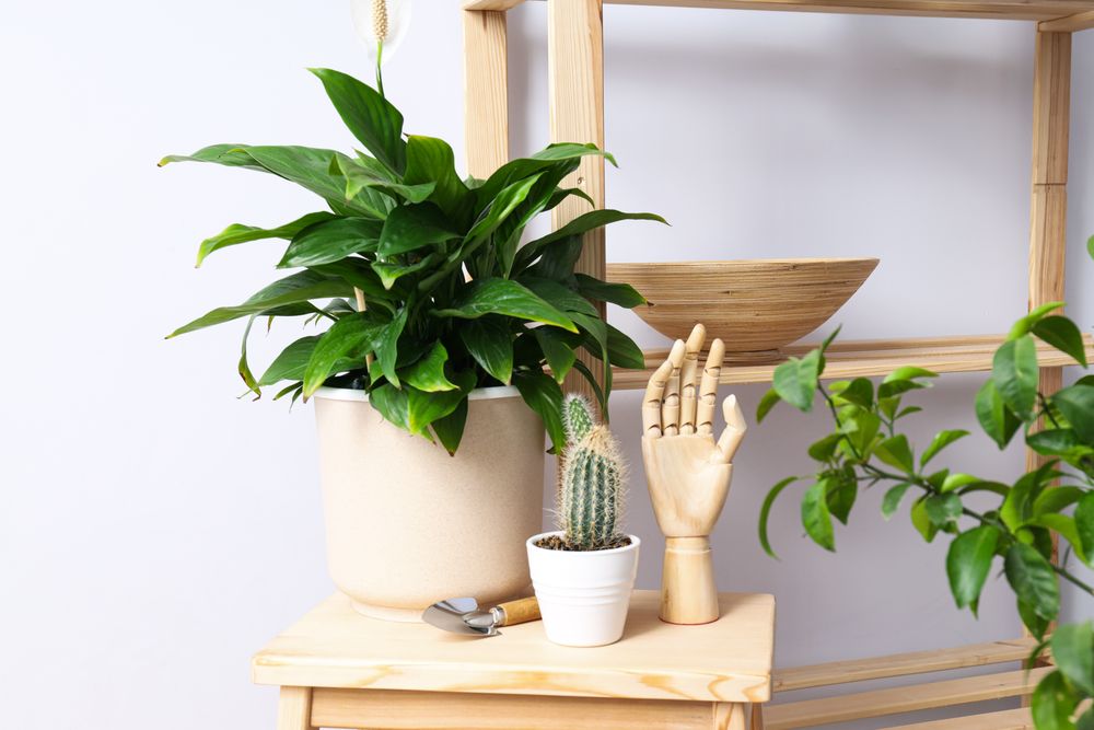 Cozy hobby - growing indoor plants at home