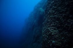 Rough massive coral reef under sea water