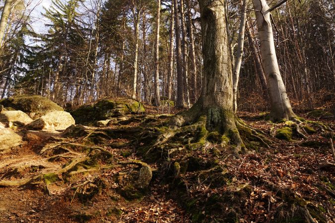 Old big tree in autumn forest
