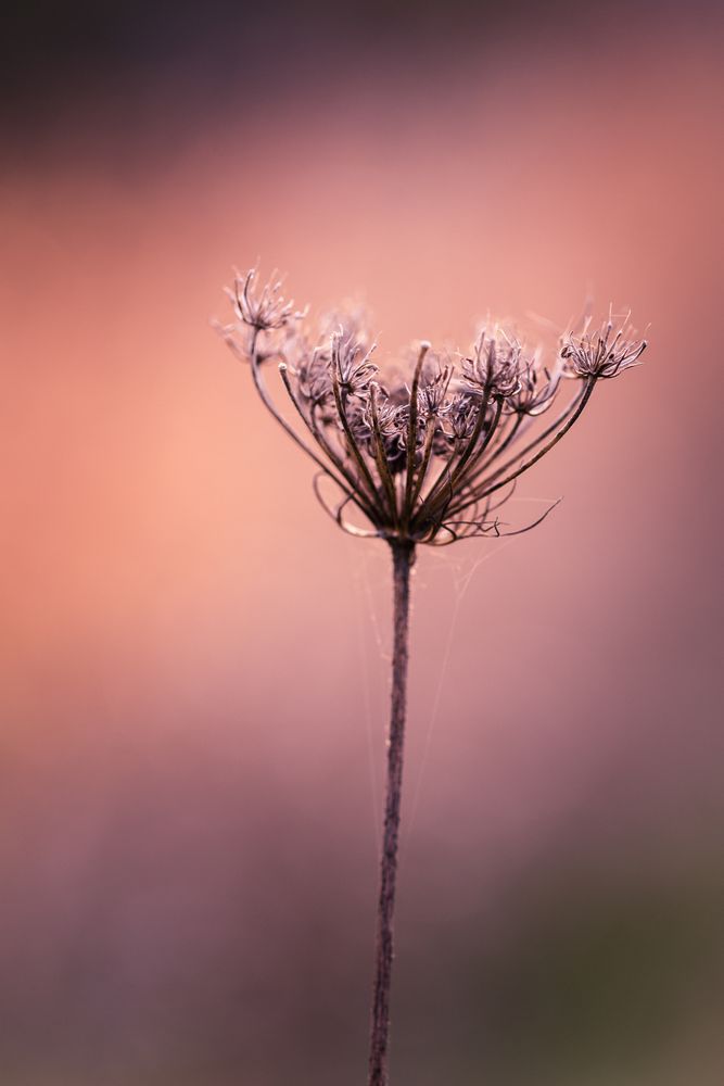 Side view of dried delicate flower buds with web