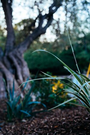 Grass plant with oak tree in background