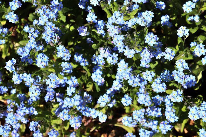 Beautiful flowers in a european garden in different colors