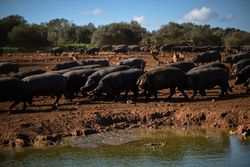 Flock of Large pigs walking near lake