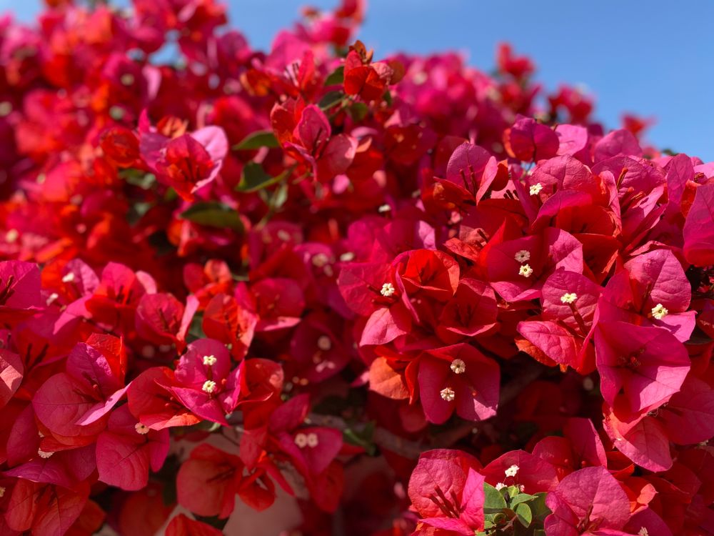 Red Bougainvillea cluster under blue sky